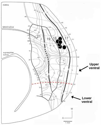 Visual Corticocortical Inputs to Ferret Area 18